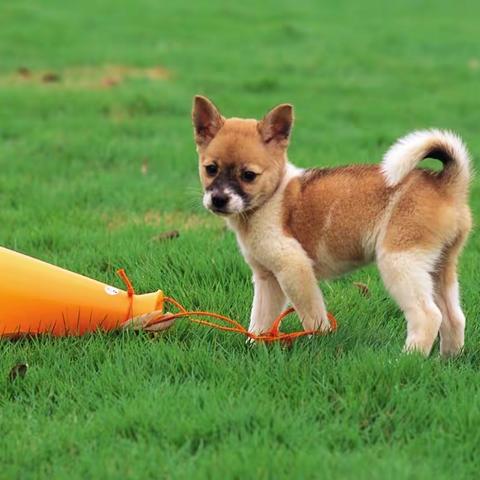 爱思创机器人课程    凯兰幼儿园   小班   小狗🐶