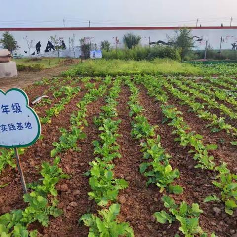 “收花生”——河顺镇申村献生希望小学劳动实践课