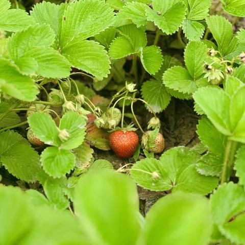 🍓莓好食光，甜润童年🍓