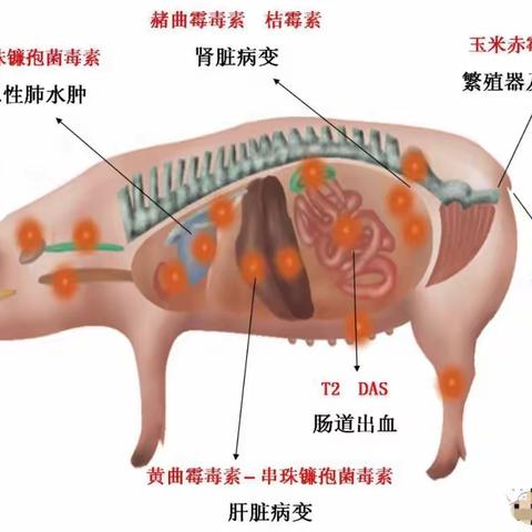 山西易多利水溶性脱霉剂（霉易清）