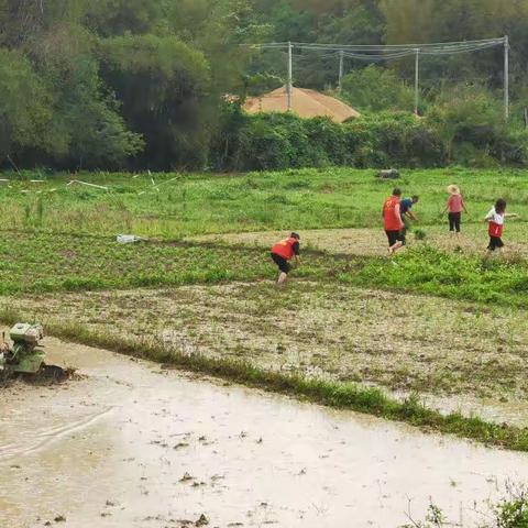 河东村党员干部不误农时插秧忙，保障粮食生产