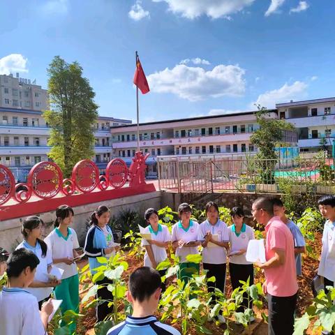 不负春光，向阳生长——记永和中心小学六年级学生种植向日葵活动