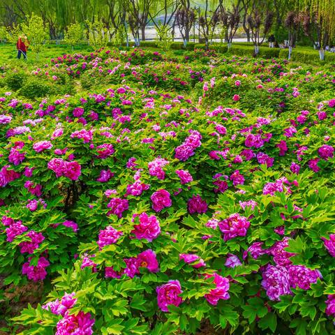 国色满庭春，画笔绘芳华 ——山东水利技师学院春日校园掠影之四