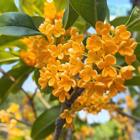 【一外附幼“活·宜”课程】桂花趣（小小班）