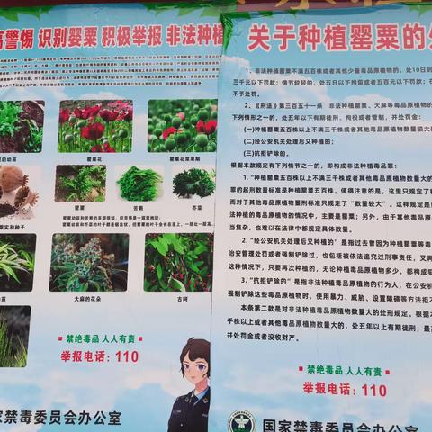 排查罂粟 禁种铲毒