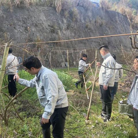 拥抱春天，分享绿色—梅城粮库植树节活动