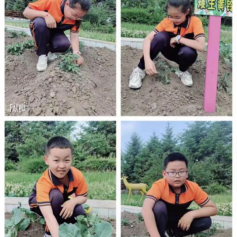 我和小苗共成长                  ——建设小学同步种植活动纪实