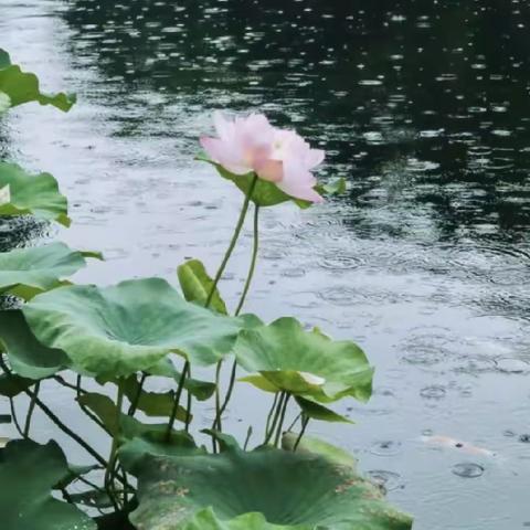 《小荷书院》佳作赏析(第一百四十期)——滦州市第三实验小学五八班专刊