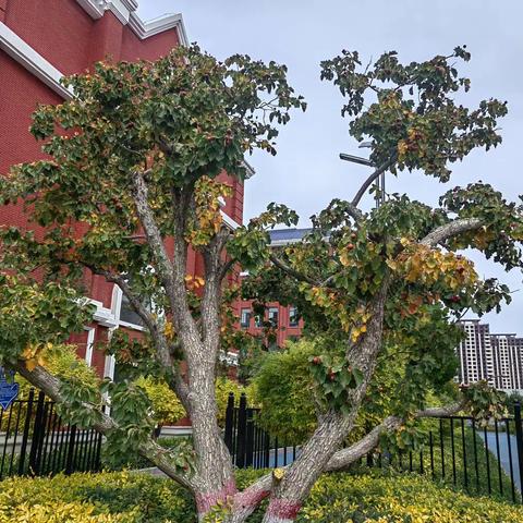 人间最美是清秋 　　秋天是丰收的，是美丽的，是成熟的。秋天是充满阳光的，是富有诗意的，风景也是最绚烂的。