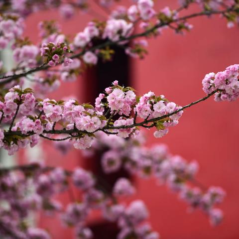 樱花、碧桃（拍于西安科技二路）