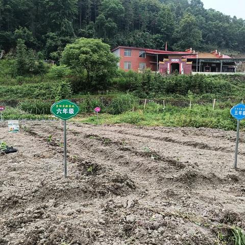 劳动砺心志，实践促成长——上栗县东源乡桃源小学劳动实践基地活动纪实