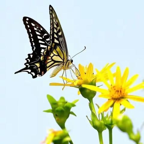 智晨幼儿园——KA2班《会动的毛毛虫🐛》