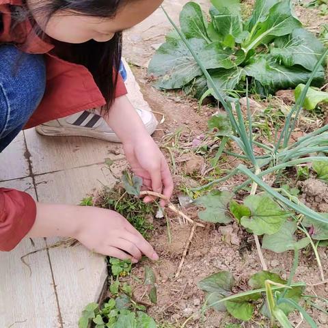 “忆苦餐”恩施市旗峰小学星火中队505班-李欣妍