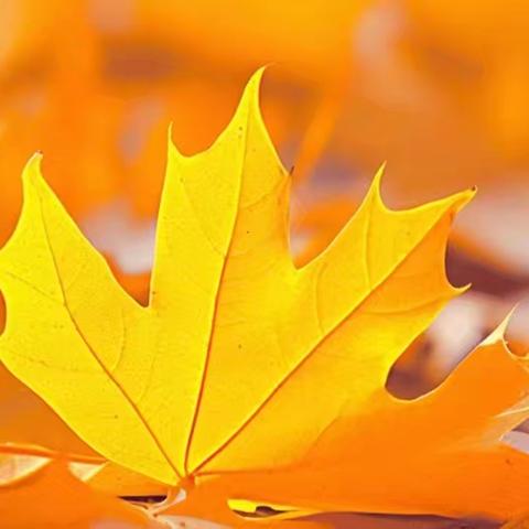 柴里矿区学校举办第三届科技节——二年级开展自然拼贴画活动