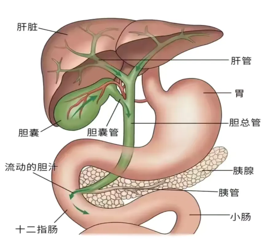 一股困惑让诸多患者涌上心头 发 胆囊部位图胆囊壁结构图胆道结构