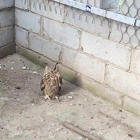 救助猫头鹰放归大自然