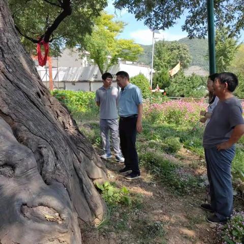 现场核查古树状况，协商措施