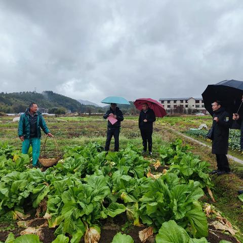 嵩溪镇：积极应对寒潮天气，为农业生产保驾护航