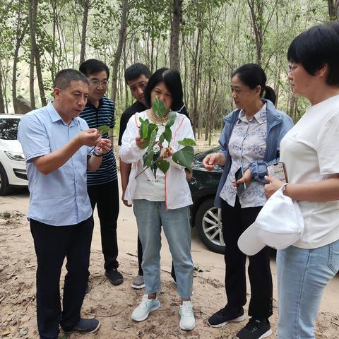 河南省林业技术工作总站到巩义市检查指导林业有害生物防控工作