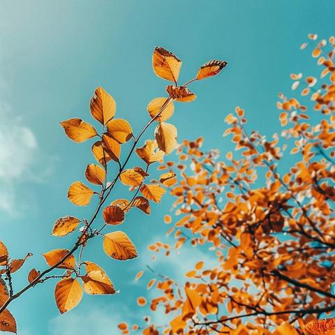 永康市园丁幼儿园中3班主题活动《秋叶🍁飘飘》