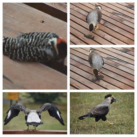 南美洲之旅-游轮（2）