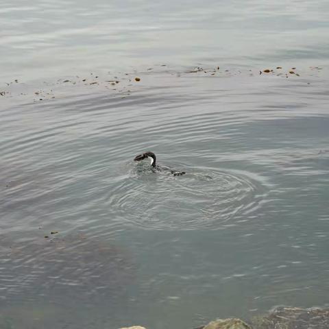 南美洲之旅-游轮