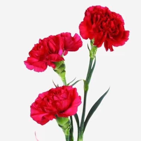 一束花的仪式感