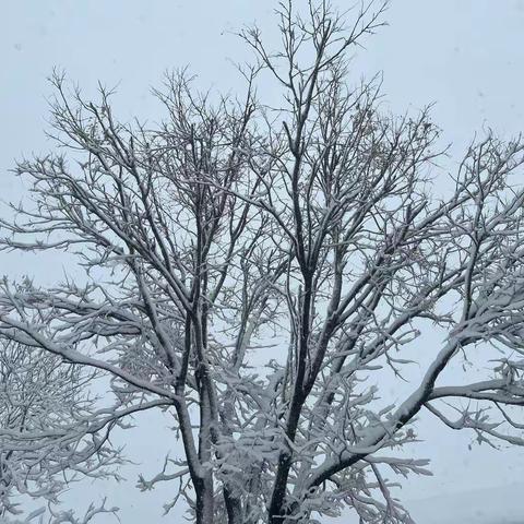 风雪满校园，扫雪护安全—德原街道办事处中心小学扫雪除冰纪实