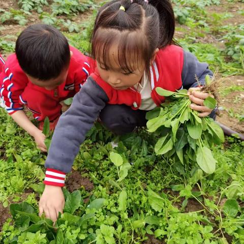 蓝天幼儿园【春游采摘活动—中二班】