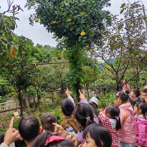 秋天的礼物—绵竹市遵道学校幼儿园中二班第十周活动