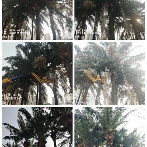 深圳宝安北控城市服务有限公司—沙井街道绿化管养2023年3月13日至3月17日工作周报