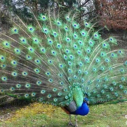 2024.3.7智慧星幼儿园乐高课堂之孔雀🦚