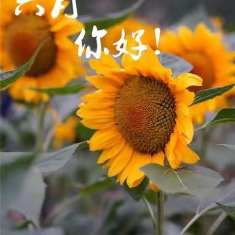 🌻🎉相约六月，与你同乐🎉🌻水母幼儿园中二班美篇