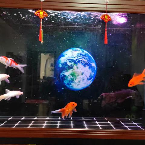 游弋于地球之间的金鱼美学