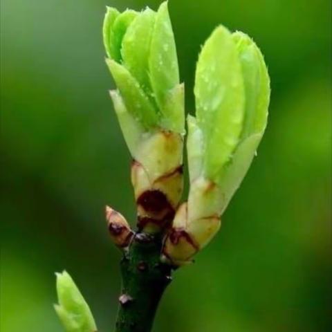 植树节，绿满心间