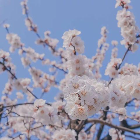 春日游，杏花吹满头