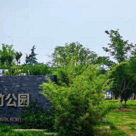 翠竹公园的竹子