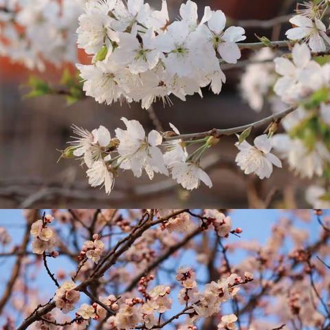 相逢植树节，爱在春风里——高臾镇东玉曹学校植树节活动