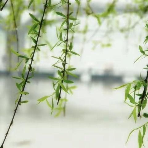 视导引领明方向   聚焦教学促提升——魏都区教研室到许昌市健康路小学和平校区听课视导活动纪实