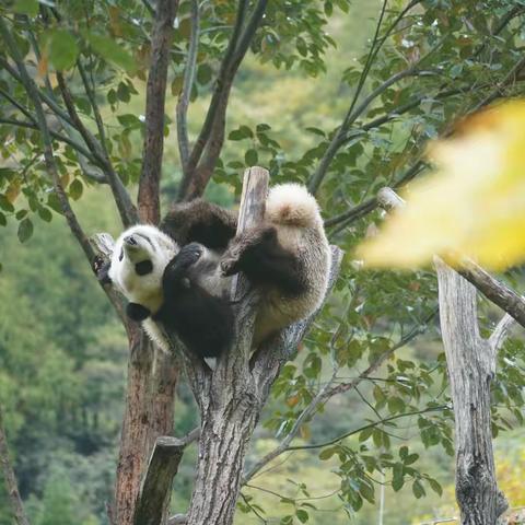 川西行（一）—— 卧龙岗探访国宝大熊猫