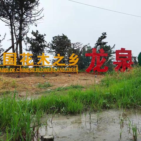 烟雨朦胧——品龙湖美景