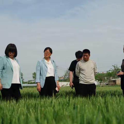 筑牢技术防线，守护夏粮丰收 —— 鄠邑金辉粮食科普分队小麦田间管理培训