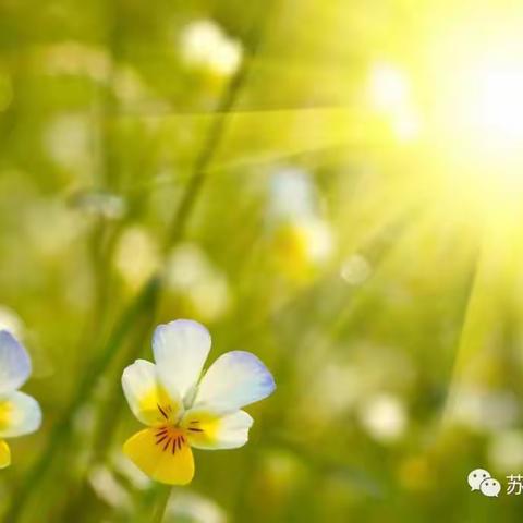 畅游花博汇，乐享自然美——记东关学校教职工春游活动