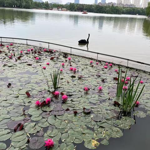 爱情学的学习，让我明白了人格独立才是现代女性的真出路