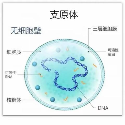 了解“肺炎支原体肺炎”，科学防控