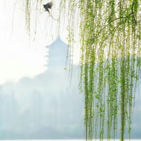 花粉过敏防治锦囊