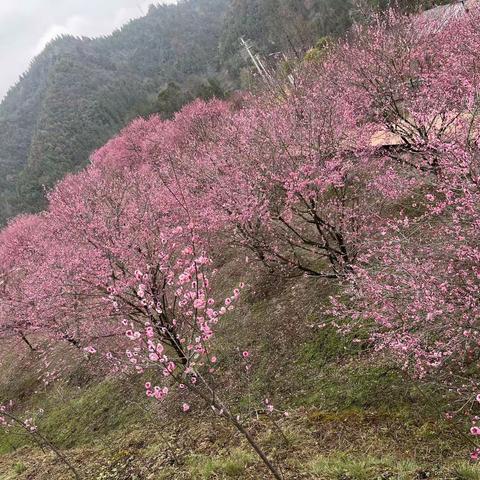 雨后的红梅       （作者：楚儿）