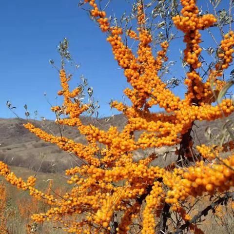 小沙棘   大健康