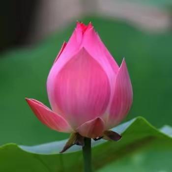 《小荷书院》佳作赏析（第一百四十二期）——滦州市第三实验小学四3班专刊