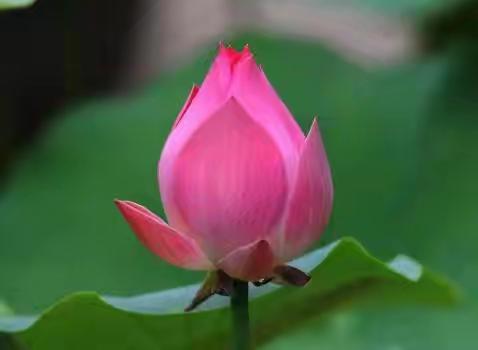 《小荷书院》佳作赏析（第一百六十三期）——滦州市第三实验小学四六班专刊